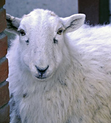 Sheep at Sheffield Park - Derek Hayward - 10 March 2012