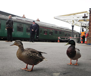 Ducks at Sheffield Park - Robin Willis - 20 May 2013