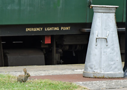 Rabbit at Horsted Keynes - Brian Lacey - 20 June 2015