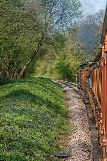 Bluebells from the vintage train - John Horton - 21 April 2018
